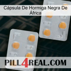 Cápsula De Hormiga Negra De África 25